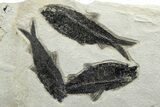 Fossil Fish (Cockerellites) - Wyoming #233885-3